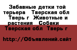 Забавные детки той-терьера - Тверская обл., Тверь г. Животные и растения » Собаки   . Тверская обл.,Тверь г.